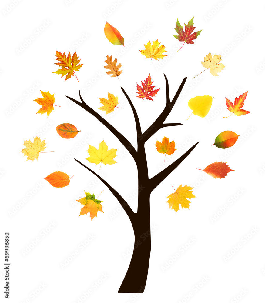 Autumn tree isolated on white Autumn tree isolated on white