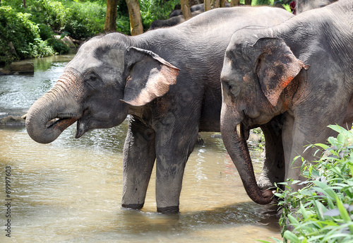 two elephant forming a couple