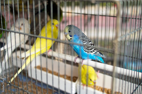 Budgies, budgerigars for sale as pets on market stall, Italy. Fo