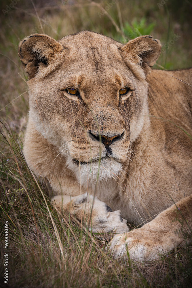 Naklejka premium lioness gaze