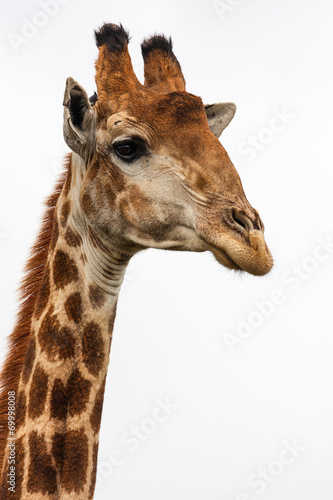 Photography giraffes head