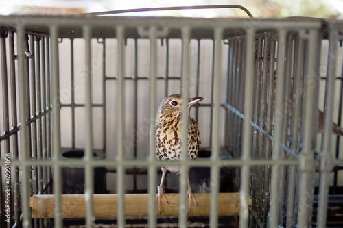 Caged song bird, thrush, for hunting, calling. Italy 2014. © Mushy