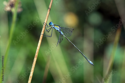 Wallpaper Mural Damselfly Torontodigital.ca