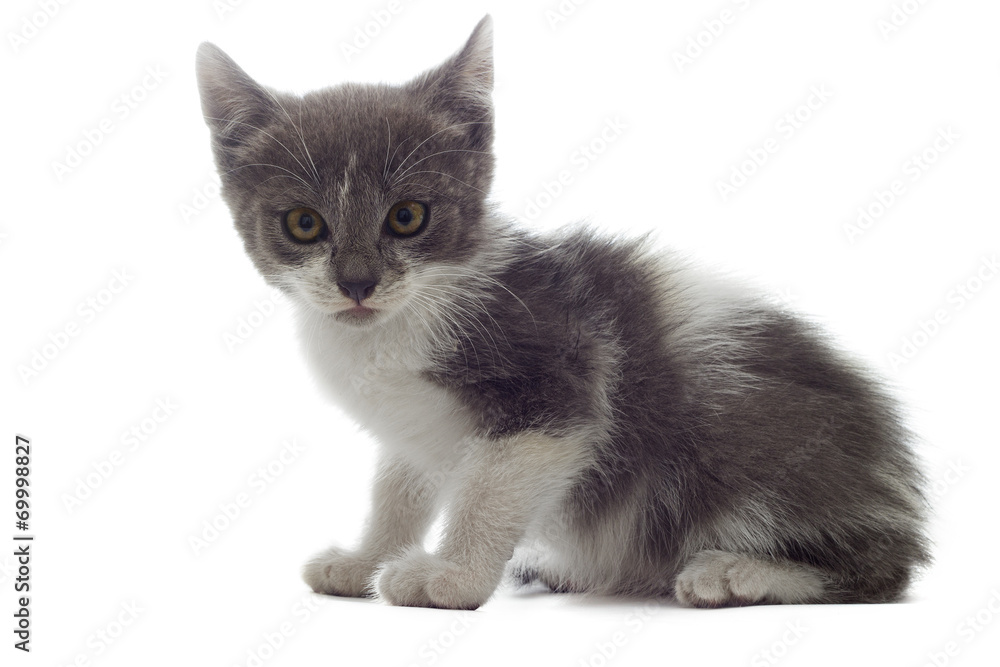 Fototapeta premium little kitten looks