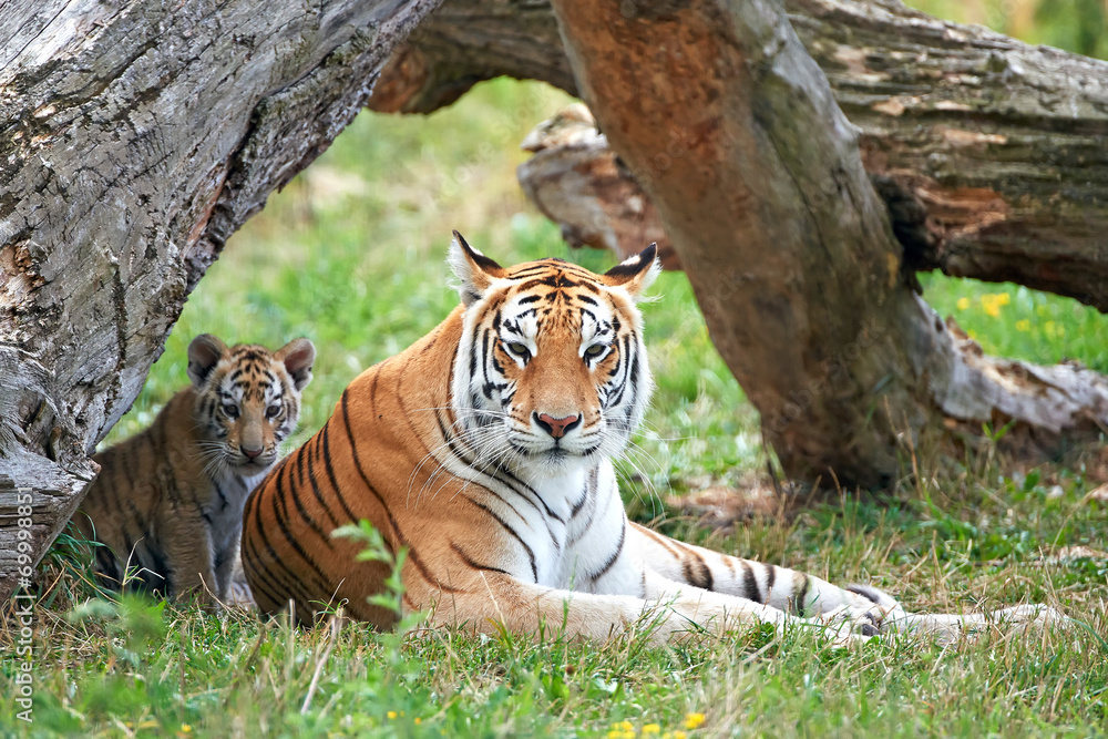 Fototapeta premium Bengal tiger (Panthera tigris tigris)