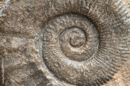 ammonite fossil background