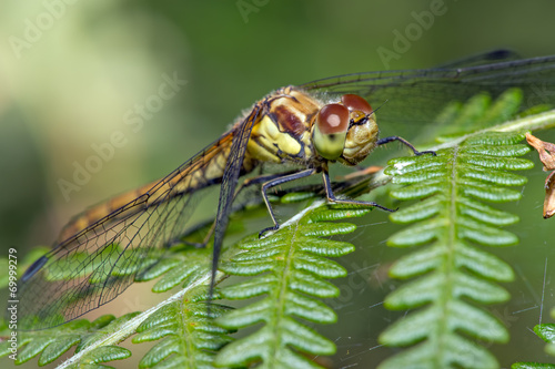 Dragonfly © davemhuntphoto