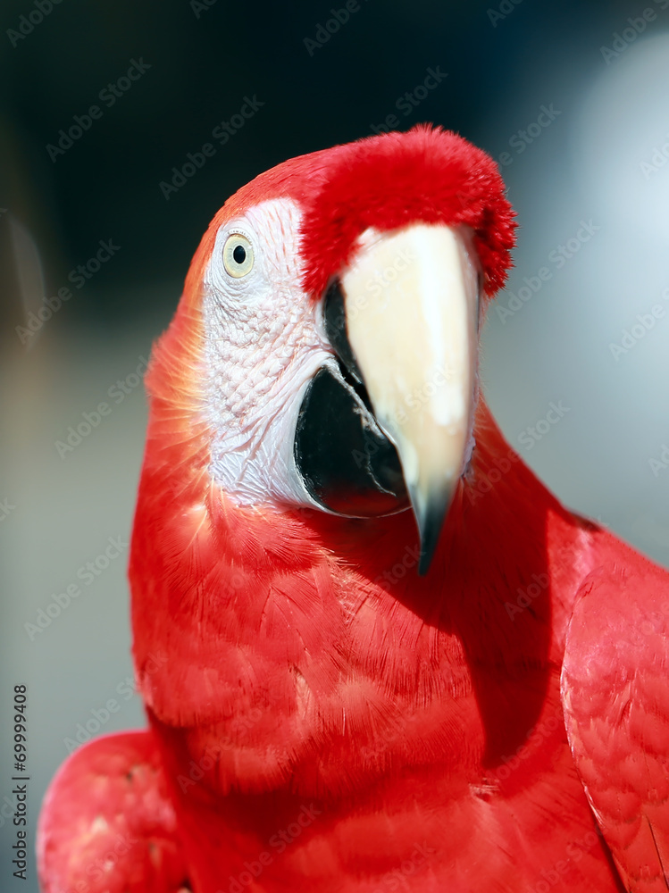 Parrot - Red Blue Macaw