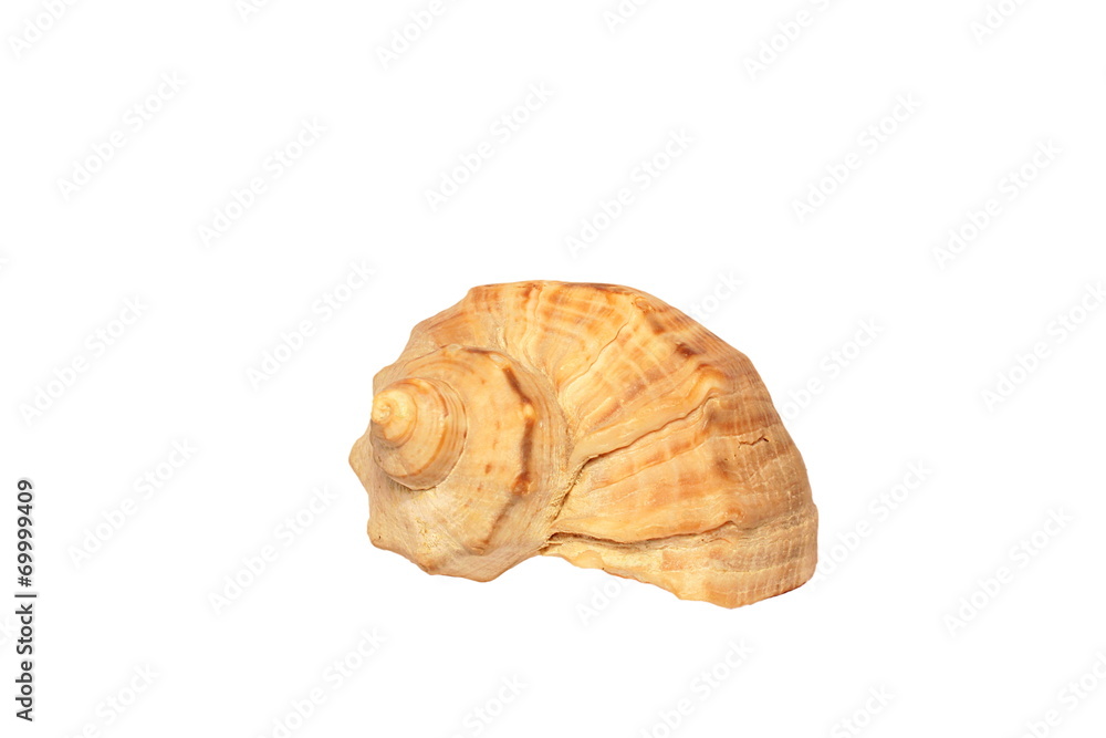 beautiful seashell isolated on white background. beautiful seashell isolated on white background.