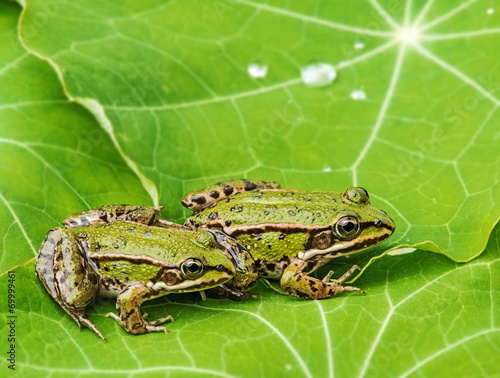 rana esculenta - common european green frogs on a dewy leaf