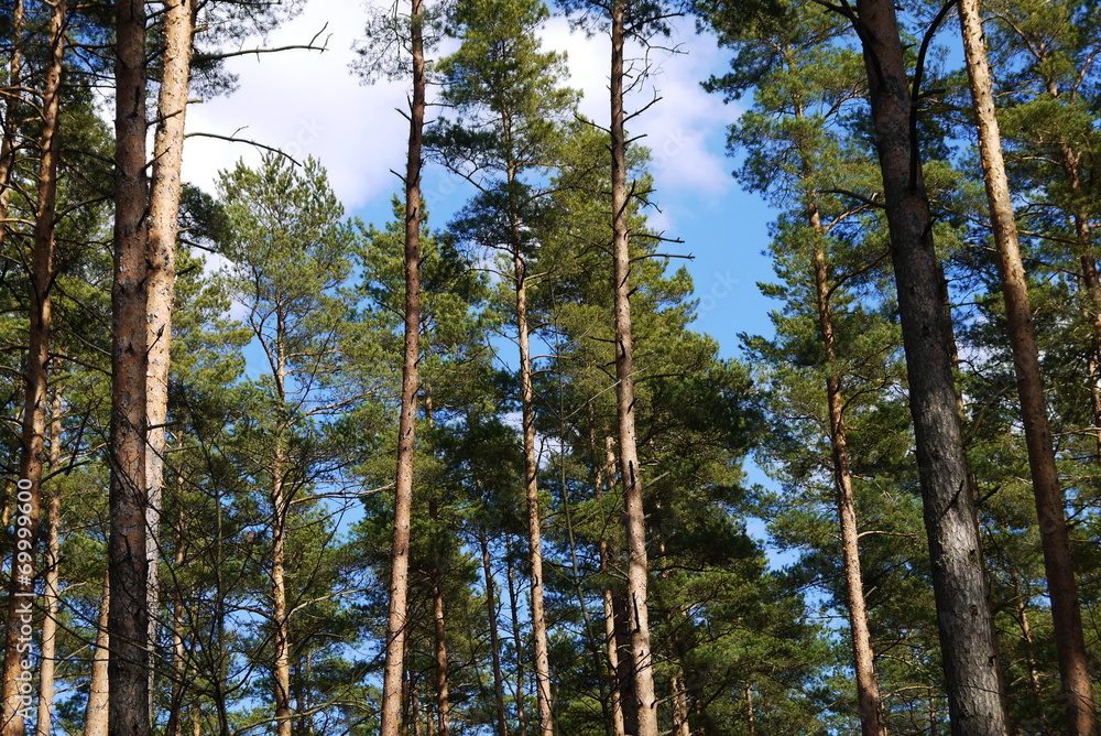 Fototapeta premium pine tree forest