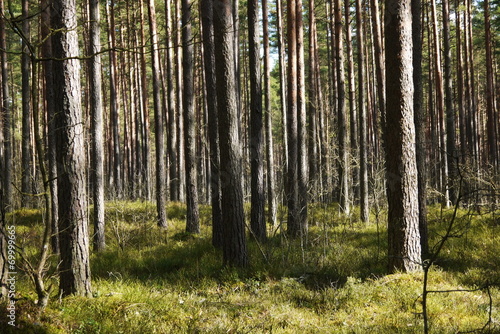 pine tree forest © dolfvik