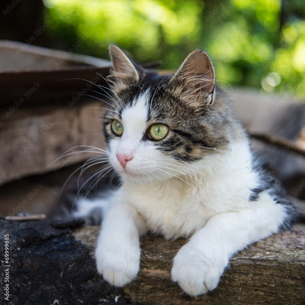 Cute cat enjoying his life outdoors