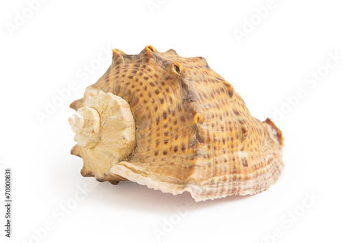 Big sea shell