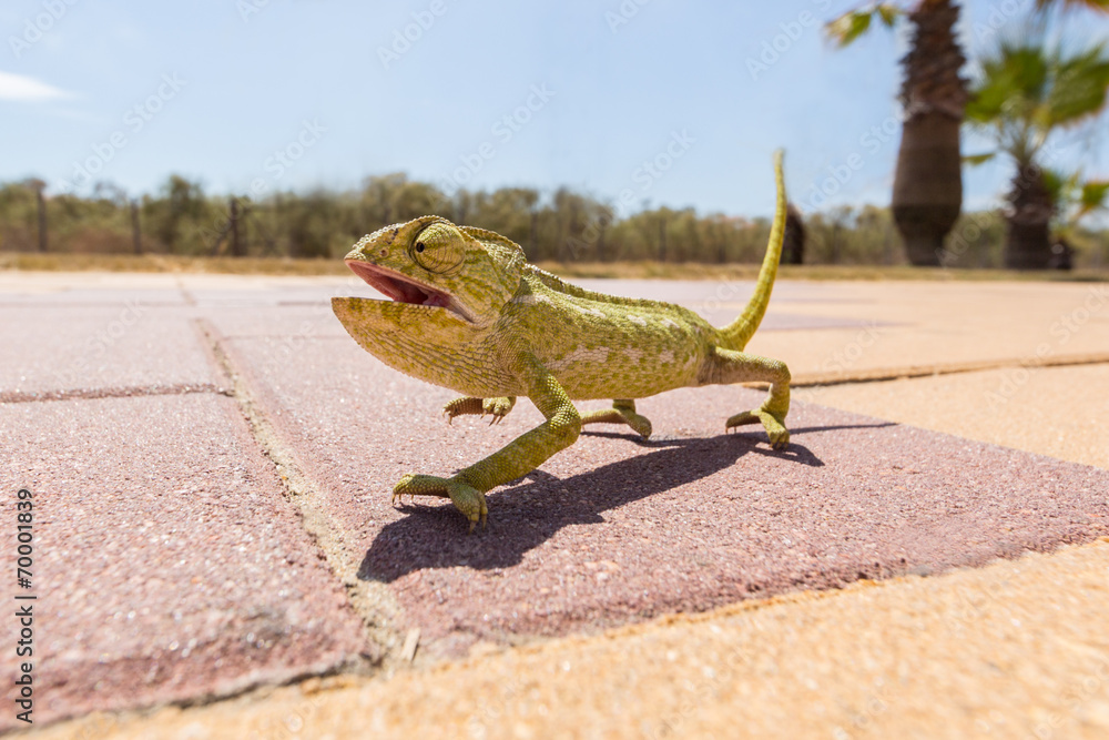 Juvenile Chameleon on a promenade in Andalusia, Spain - obrazy, fototapety, plakaty 