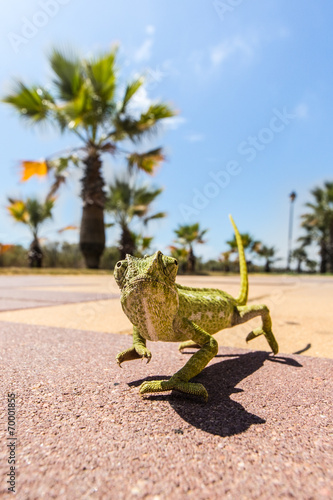 Juvenile Chameleon on a promenade in Andalusia, Spain