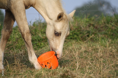 Poulain qui fête Halloween
