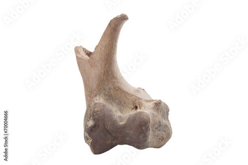 mammoth bone fragment