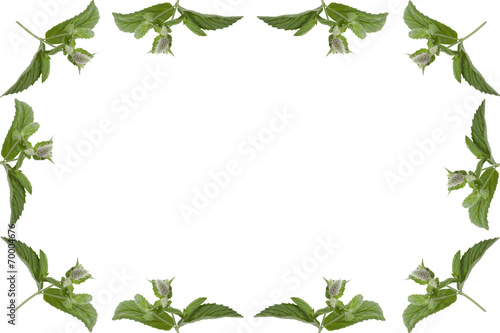 simple frame of mint leaves isolated on white background