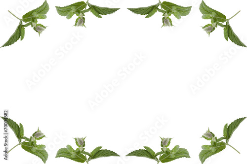 simple frame of mint leaves isolated on white background