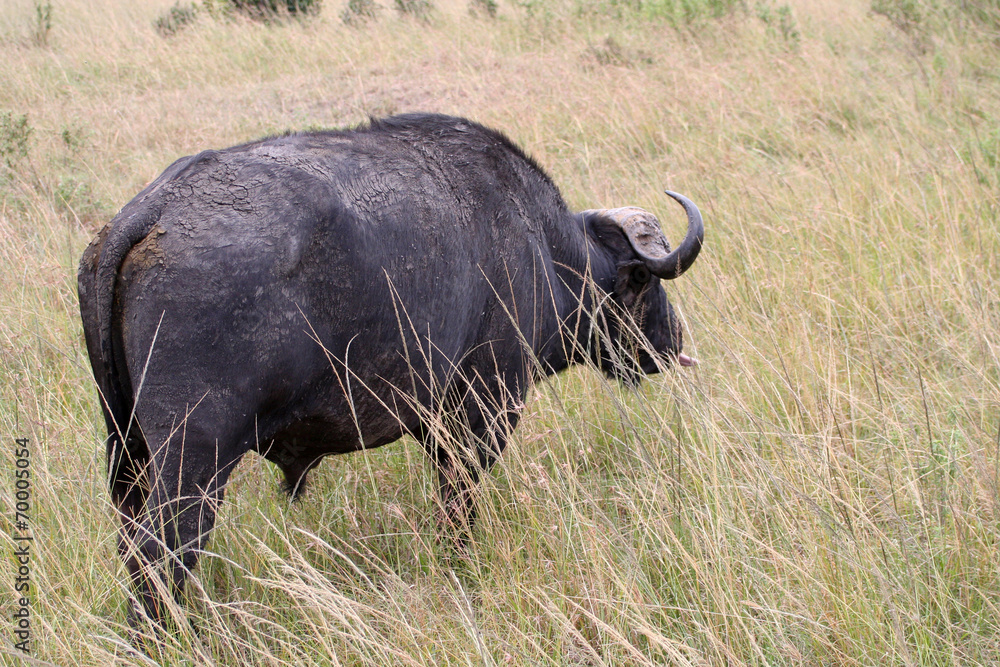 Buffle de dos Buffle de dos