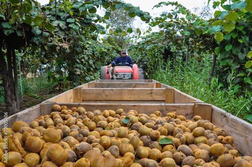 Fotografi Kiwis fruit picking near Curico, Chile