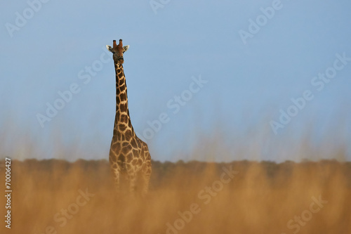 lonely giraffe