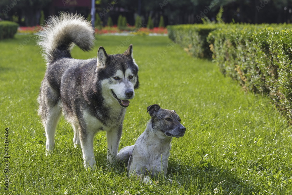 Canine friends. Malamute male dog with stray dog