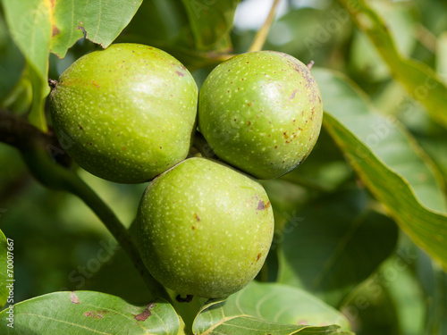 Three fruits of walnut onthe tree