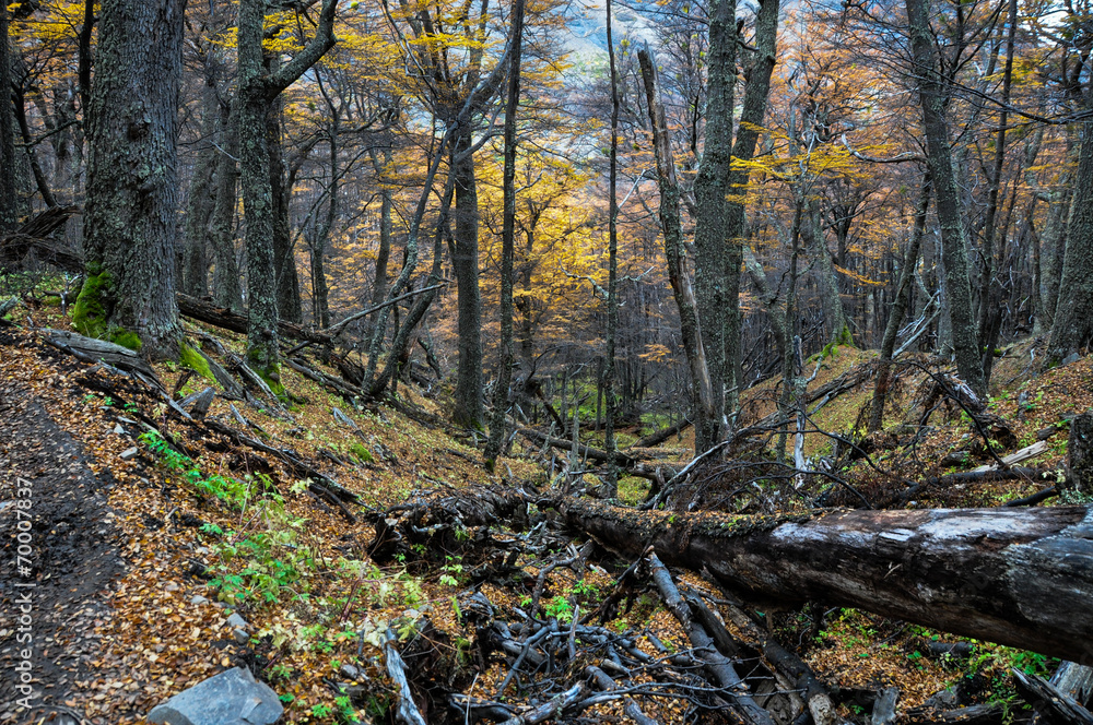 Fototapeta premium Autumn / Fall in Parque Nacional Torres del Paine, Chile