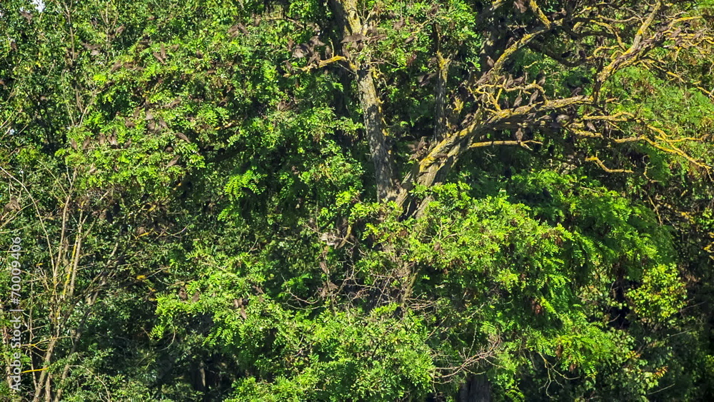 Flock of Birds on a Green Tree Flock of Birds on a Green Tree