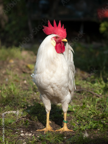 Poultry - white Leghorn rooster