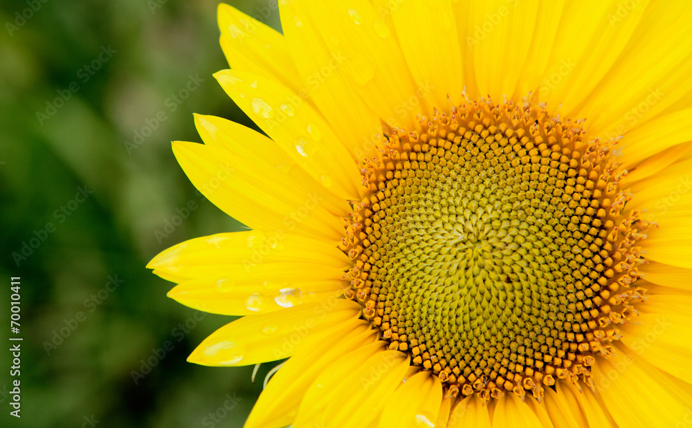 Beautiful sunflower with bright yellow Beautiful sunflower with bright yellow
