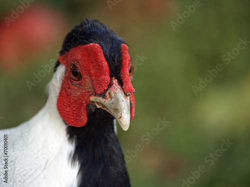 Poultry - silver pheasant  Lophura nycthemera  rooster.