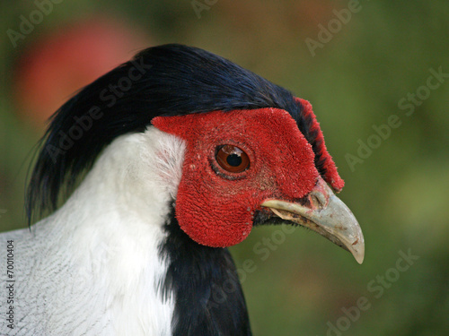 Poultry - silver pheasant (Lophura nycthemera) rooster.