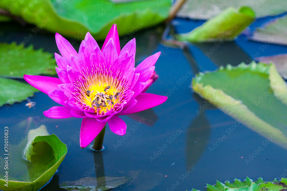 Pink lotus or water lily in pond