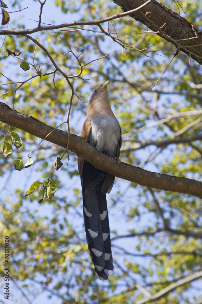 Pássao alma-de-gato