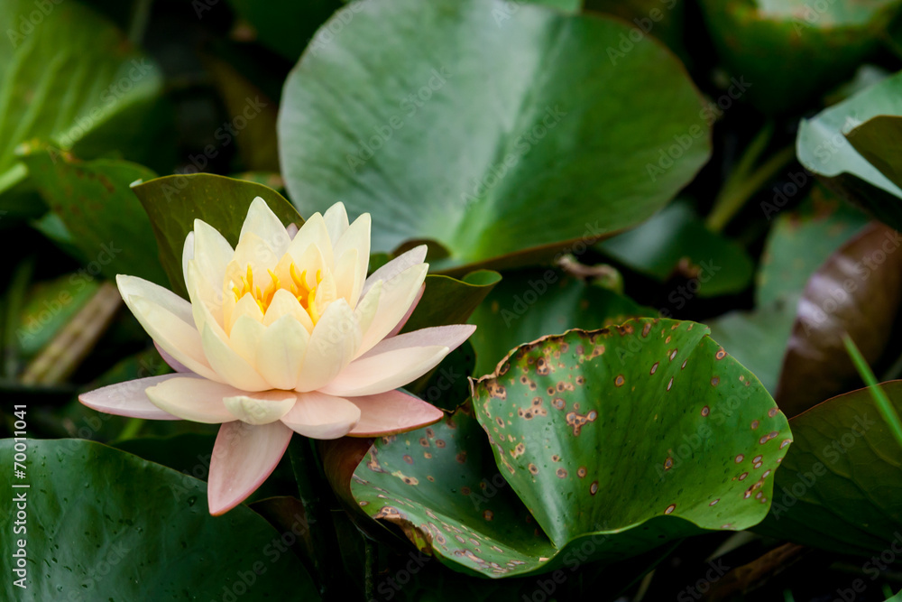 yellow lotus or water lily in pond yellow lotus or water lily in pond