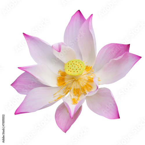 Pink lotus or water lily isolate on white background