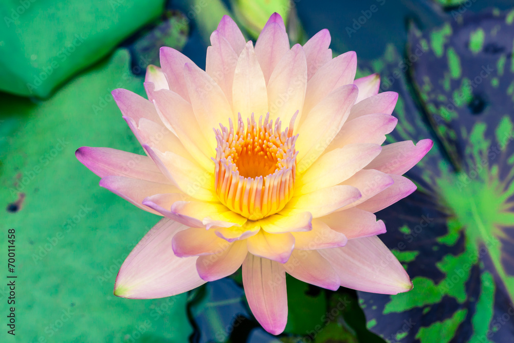 Beautiful lotus or water lily in pond Beautiful lotus or water lily in pond