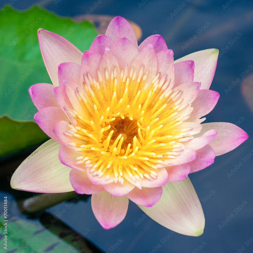 Beautiful pink lotus or water lily in pond Beautiful pink lotus or water lily in pond