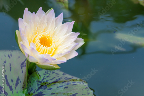Beautiful lotus or water lily in pond