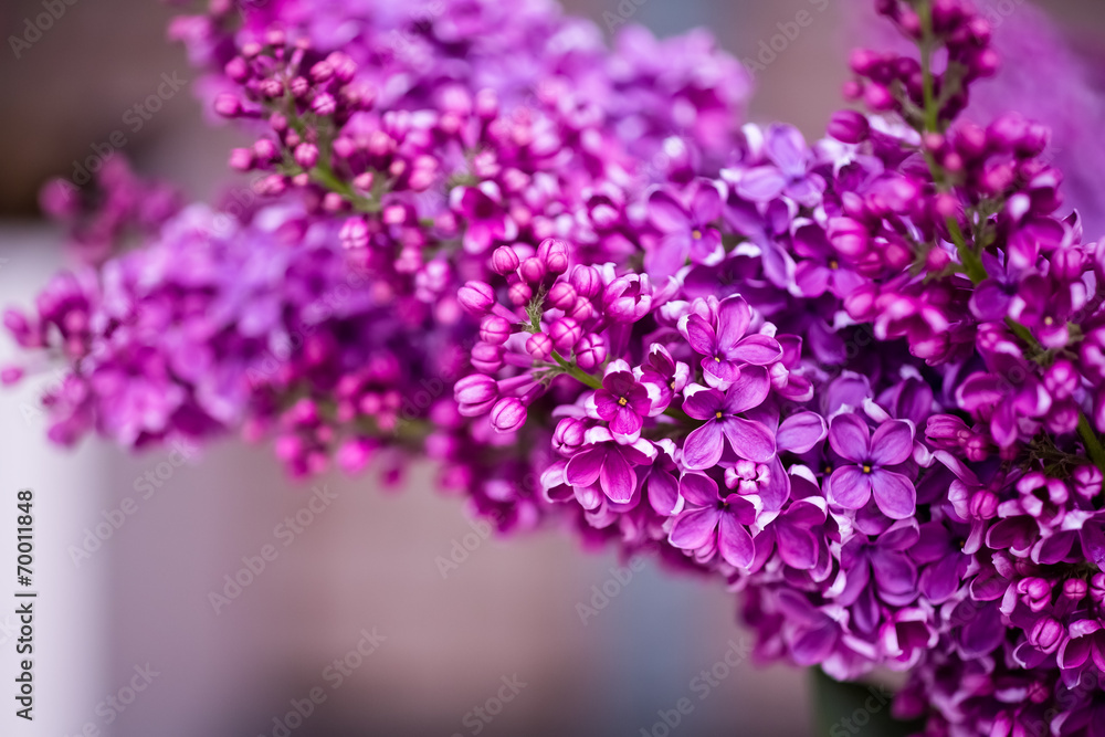 Obraz premium blumen