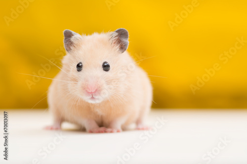 Golden Hamster on Golden Background