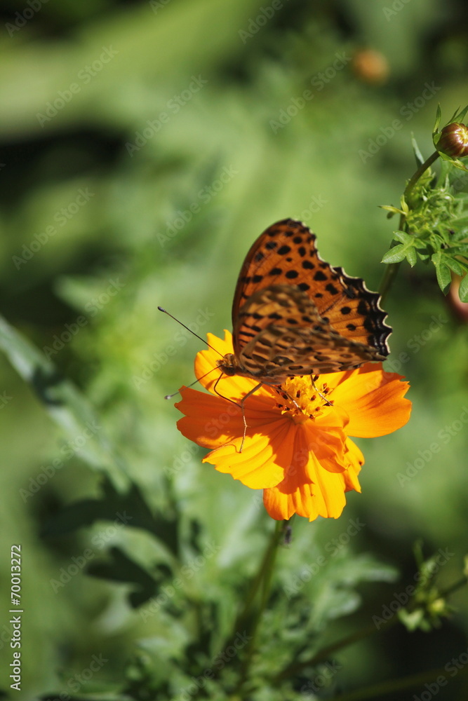 Obraz premium キバナコスモスと蝶