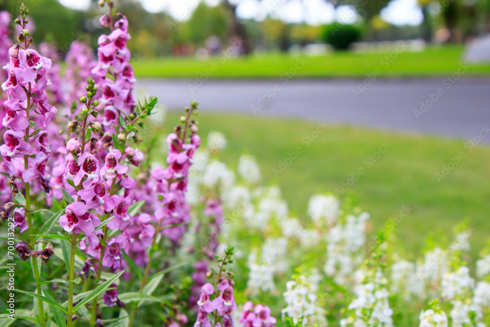 Obraz premium Purple flower