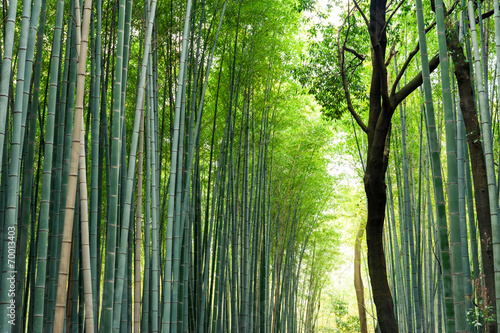 Bamboo grove  bamboo forest at Arashiyama  Kyoto  Japan