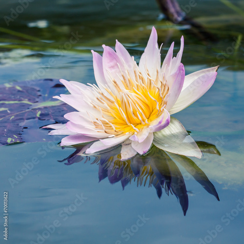 beautiful lotus or water lily in pond