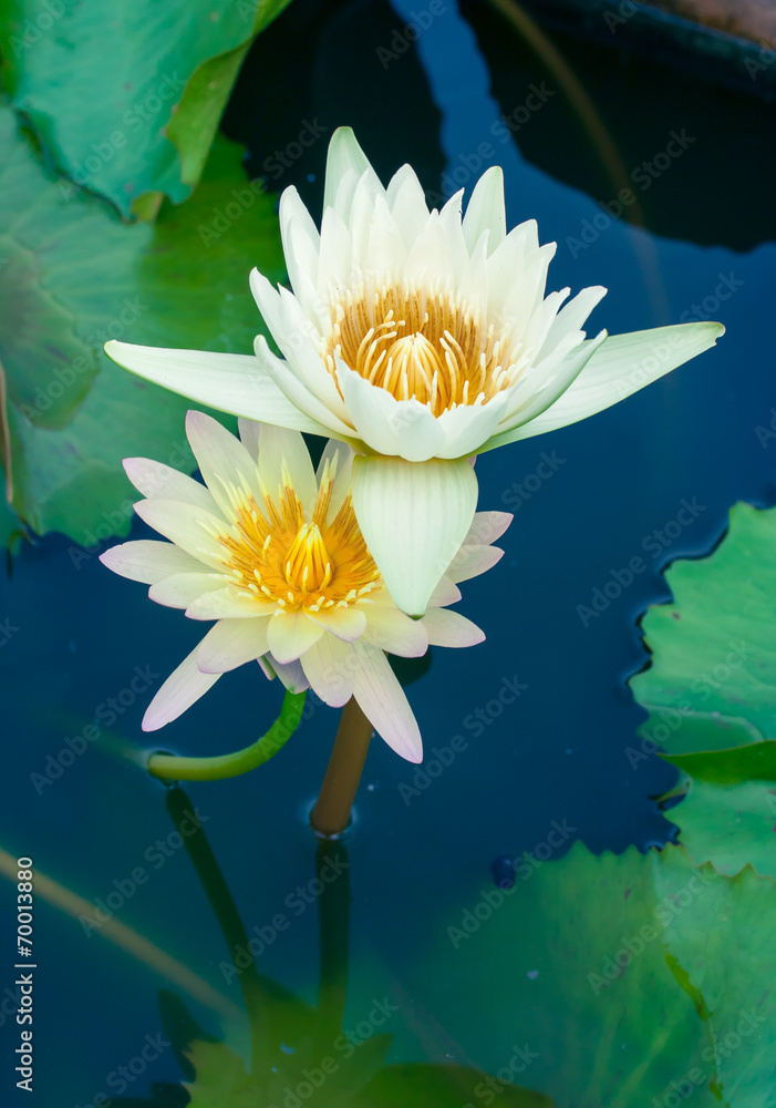 Beautiful white lotus or water lily in pond Beautiful white lotus or water lily in pond