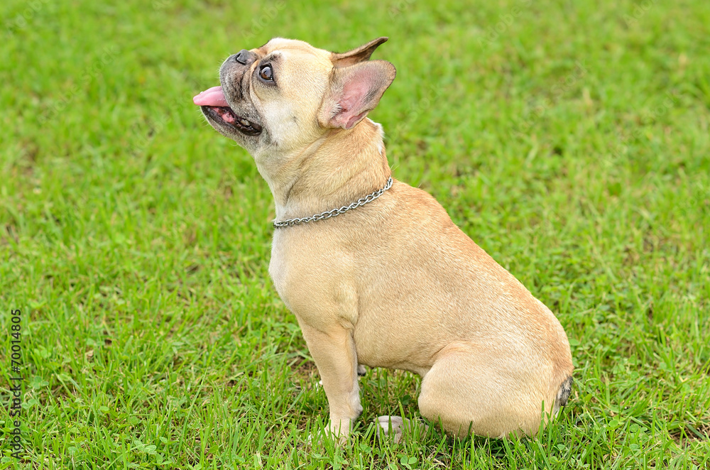 French Bulldog sit on the green grass